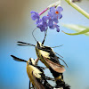 Hummingbird moth