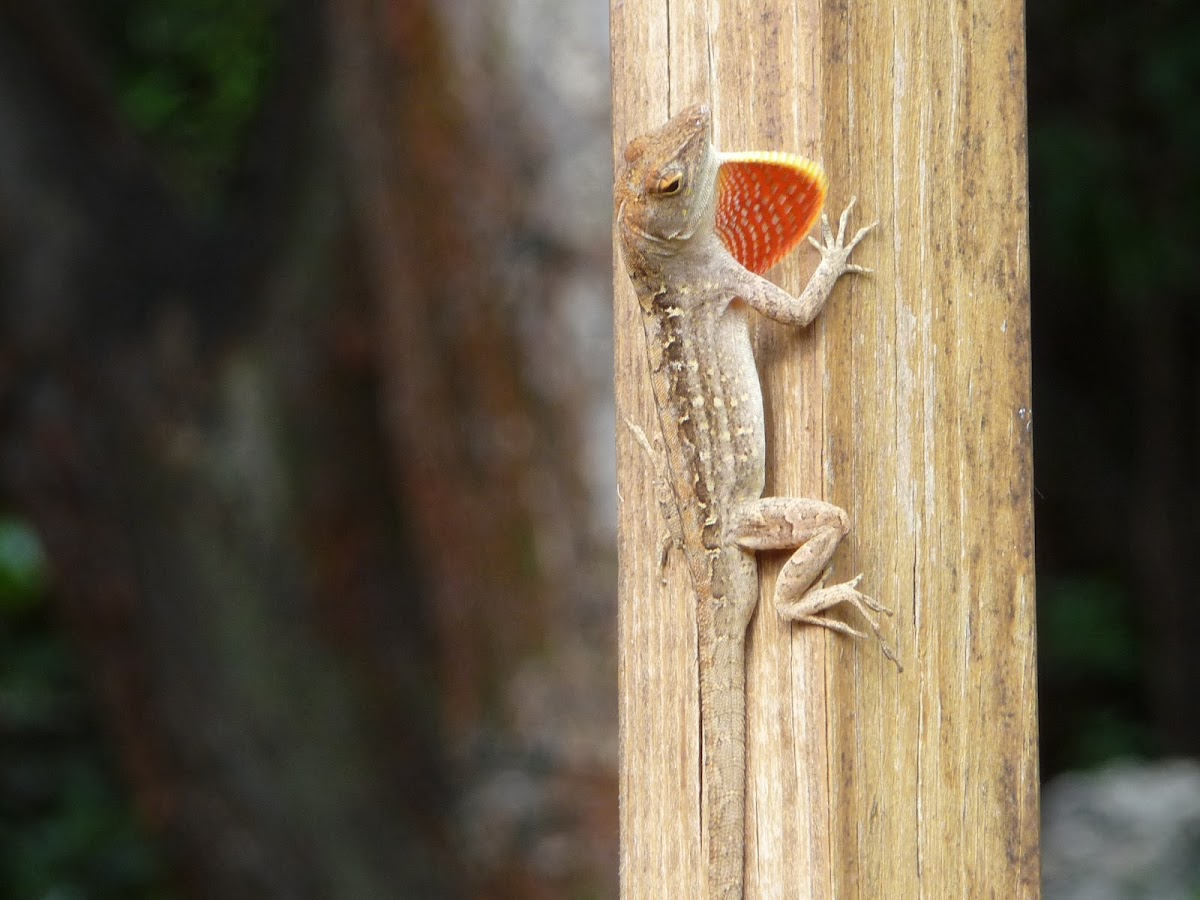 brown anole