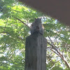 Eastern Gray Squirrel