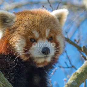 Red Panda by Christopher Fenning - Animals Other Mammals