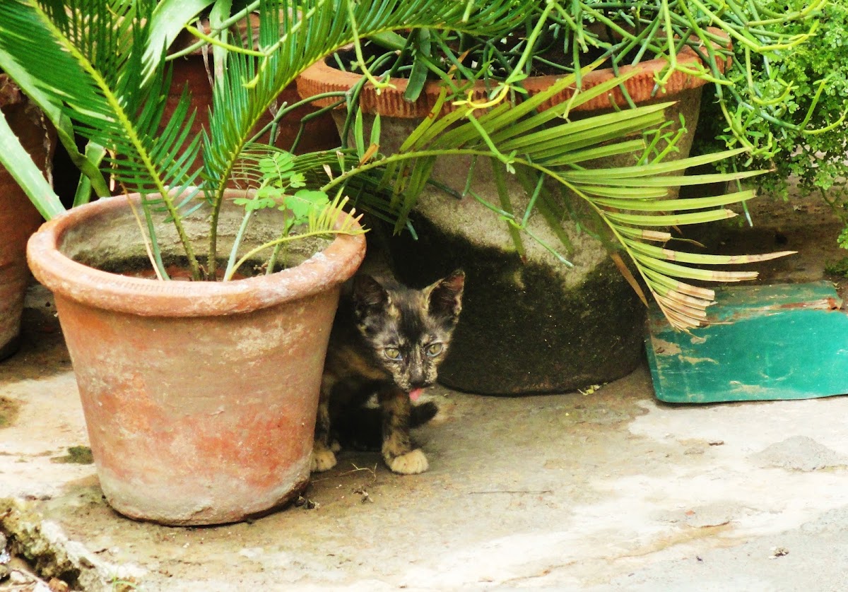 Tabby Cat(Kitten)