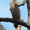 Crested Serpent Eagle