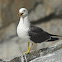 黑尾鷗 / Black-tailed Gull
