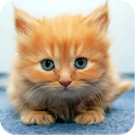 Cute Animals logo