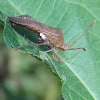 Helmeted Squash Bug