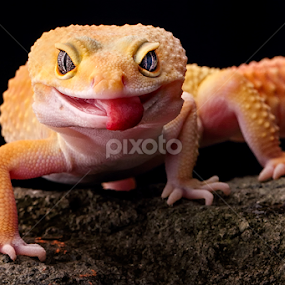 ... by Sugeng Sutanto - Animals Reptiles