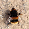 Buff tailed bumblebee