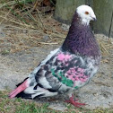 colourful pigeon