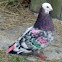 colourful pigeon