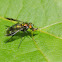 Long-legged fly