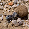 Madagascar Dung Beetle