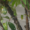 Bangkalang, Emerald Tree Skink