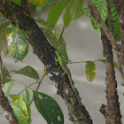 Bangkalang, Emerald Tree Skink