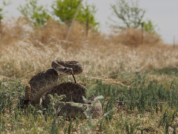 Prairie Rattlesnake | Project Noah