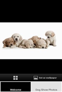 Free Dog Screensaver APK