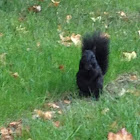 Melanistic form of the common Grey Squirrel.