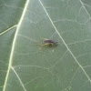 Red-headed Bush Cricket