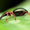 Sweet Potato Weevil