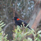 Red-winged Blackbird (bicolored)