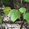Striped or Goosefoot Maple