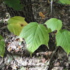 Striped or Goosefoot Maple