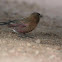 Brown-Capped Rosy Finch
