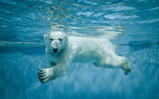 免費下載個人化APP|Polar Bear Live Wallpaper app開箱文|APP開箱王