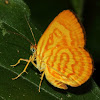 Unidentified Butterfly Moth