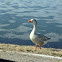 Greater White-Fronted Goose