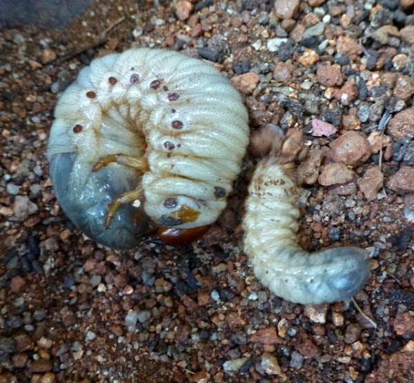 Asiatic or Coconut Rhinoceros Beetle larvae | Project Noah