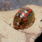 Eucalyptus Leaf Beetle