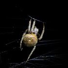 Tropical orb weaver