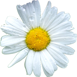 Daisy Flowers Icon Theme.apk 1.3