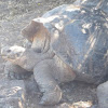 Santa Cruz Galapagos Tortoise