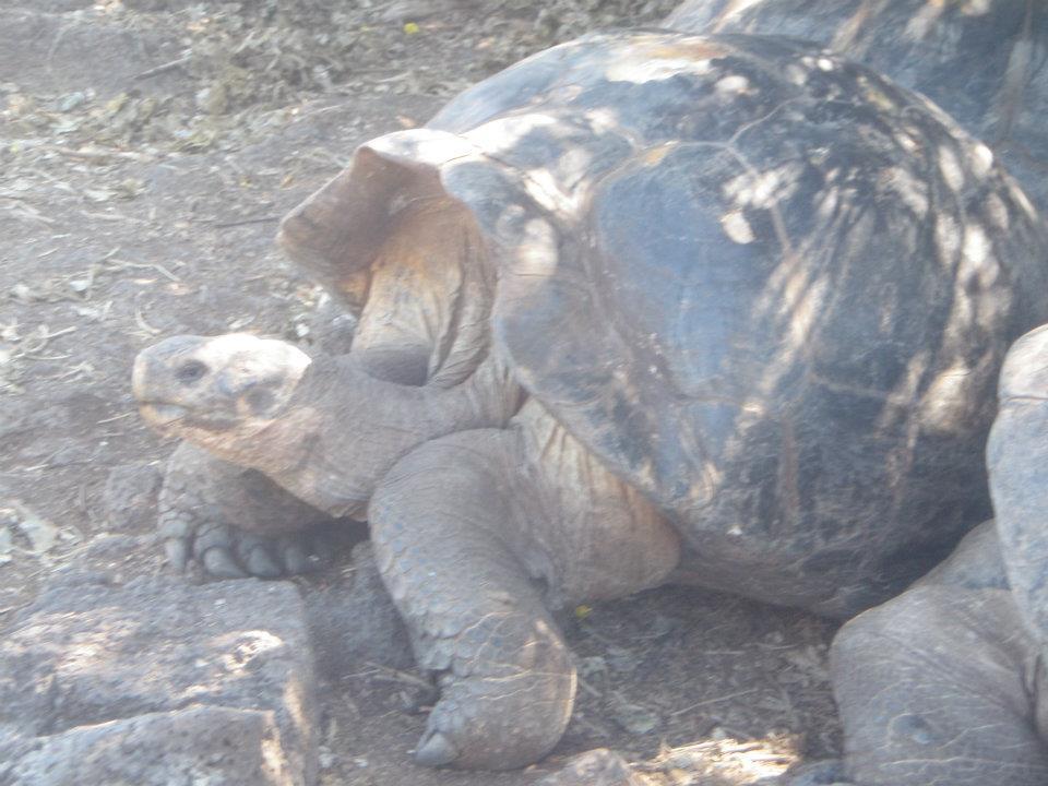 Santa Cruz Galapagos Tortoise