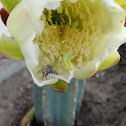 Honey Bee in a Night Blooming Cactus Flower