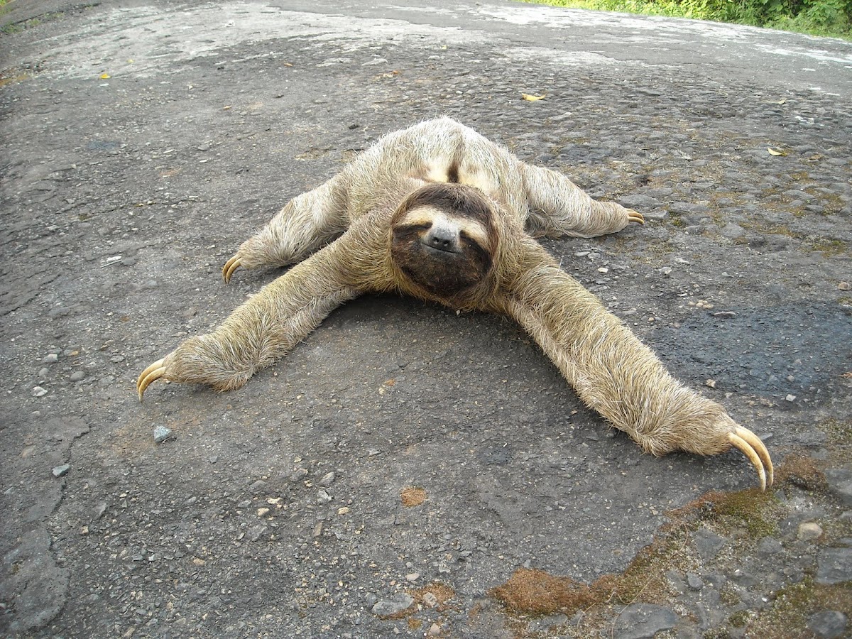 Three-toed sloth