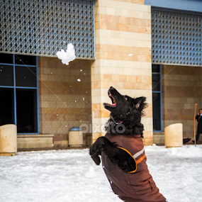 by Eliran Daniel - Animals - Dogs Playing