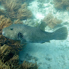 Starry Puffer