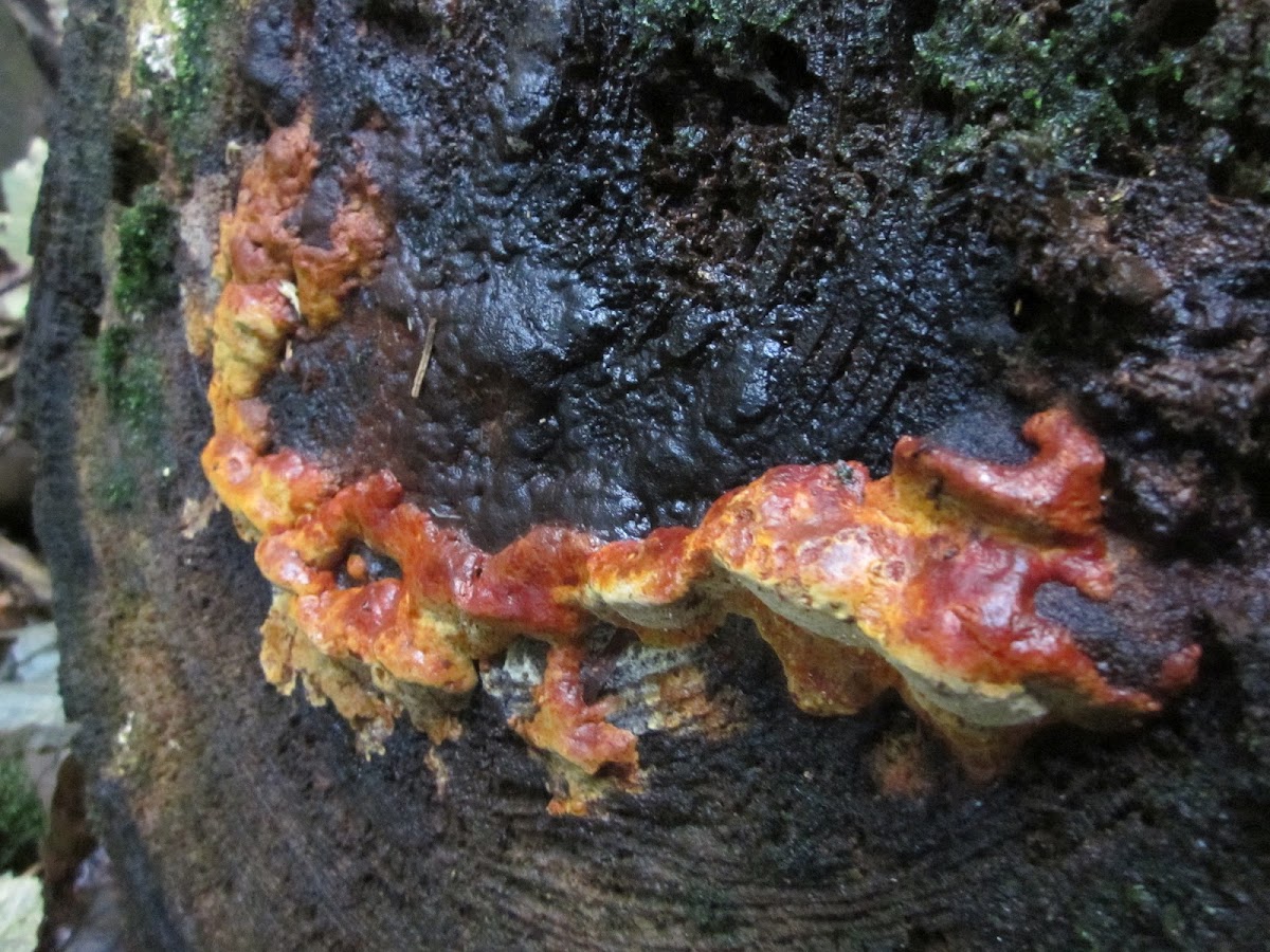 possibly slime mold feeding on bracket