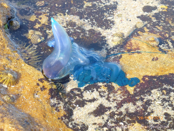 The Blue Bottle, or Portuguese Man o' War | Project Noah