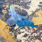 The Blue Bottle, or Portuguese Man o' War