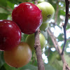 Indian plum / Coffee plum