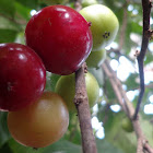 Indian plum / Coffee plum