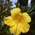 Hibiscus