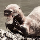 Giant otter