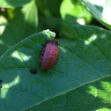 Colorado potato beetle larva