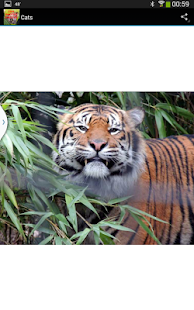 How to mod Zoo Photos Chester 1.5 apk for laptop
