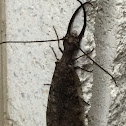 Eastern Dobsonfly, male