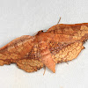 Thyridid Moth
